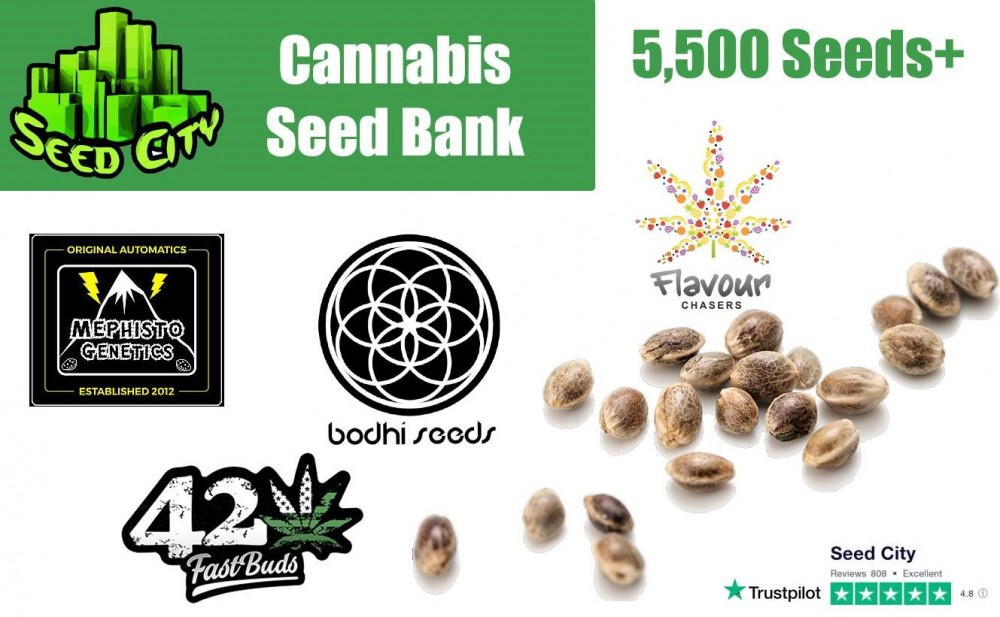 guide to buying marijuana seeds